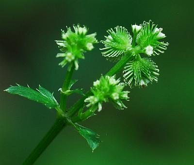 Sanicula_canadensis_inflorescence2.jpg