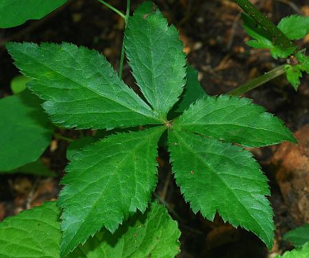 Sanicula_canadensis_leaf1.jpg
