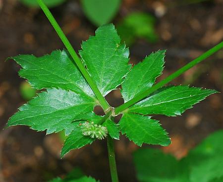 Sanicula_canadensis_leaves.jpg