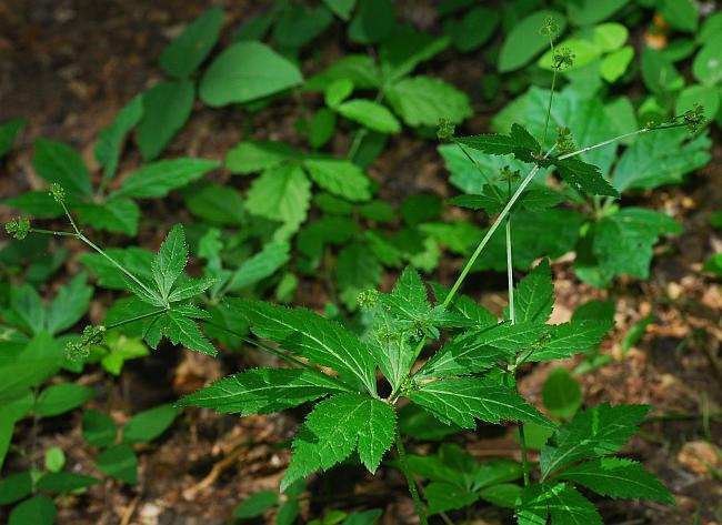 Sanicula_canadensis_plant.jpg