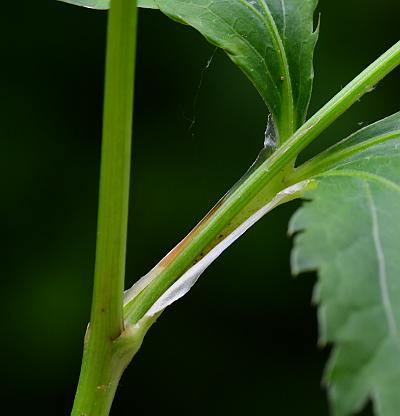 Sanicula_canadensis_sheath.jpg