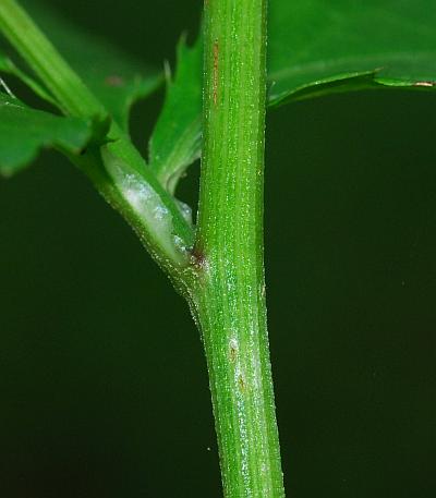 Sanicula_canadensis_stem.jpg