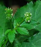 Sanicula canadensis thumbnail