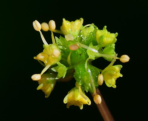 Sanicula_odorata_flowers.jpg