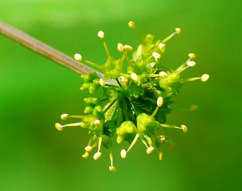 Sanicula_odorata_flowers2.jpg