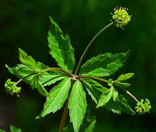 Sanicula_odorata_inflorescence.jpg