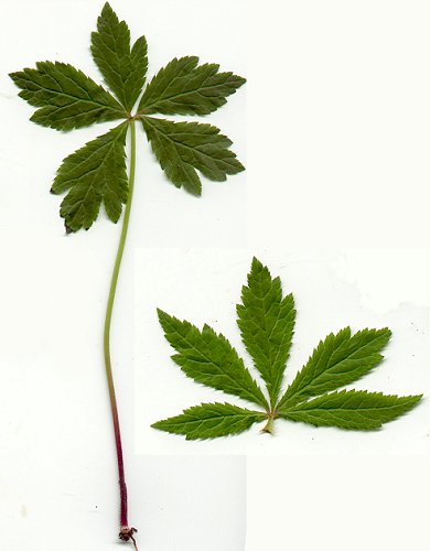 Sanicula_odorata_leaves.jpg