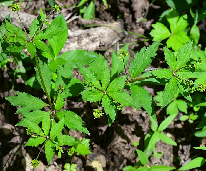 Sanicula_odorata_plant.jpg