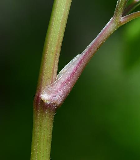 Sanicula_odorata_stem.jpg