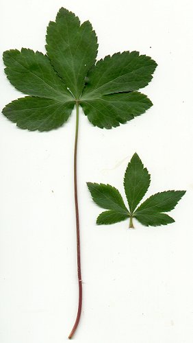 Sanicula_samllii_leaves.jpg