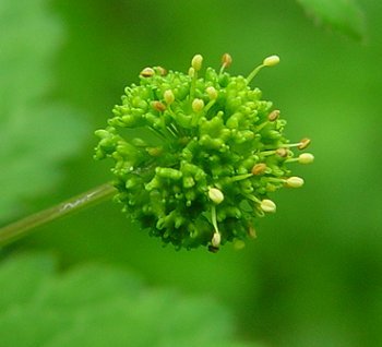 Sanicula_smallii_flowers.jpg