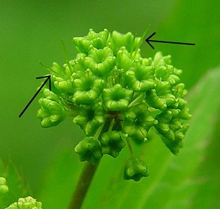 Sanicula_smallii_flowers2.jpg