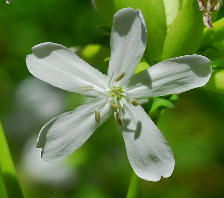 Saponaria_officinalis_corolla.jpg