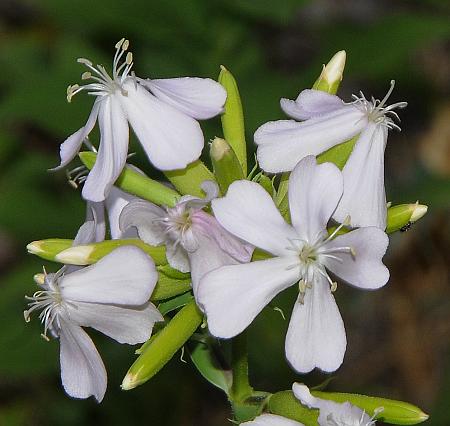 Saponaria_officinalis_flowers.jpg