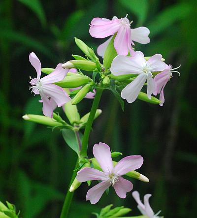 Saponaria_officinalis_inflorescence.jpg