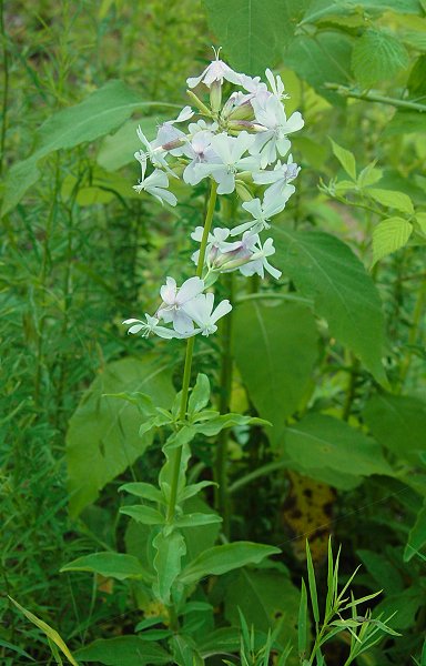 Saponaria_officinalis_plant.jpg