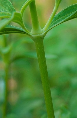 Saponaria_officinalis_stem.jpg