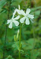 Saponaria officinalis thumbnail