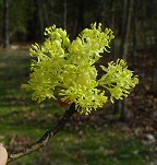 Sassafras albidum thumbnail