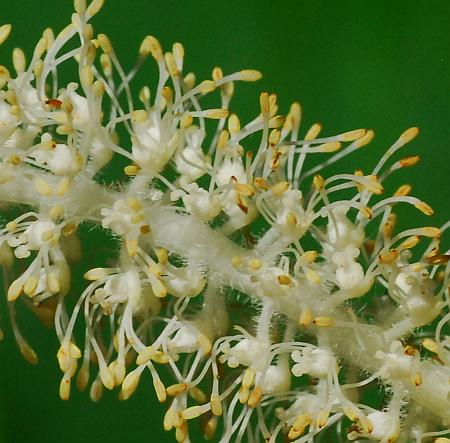 Saururus_cernuus_flowers.jpg