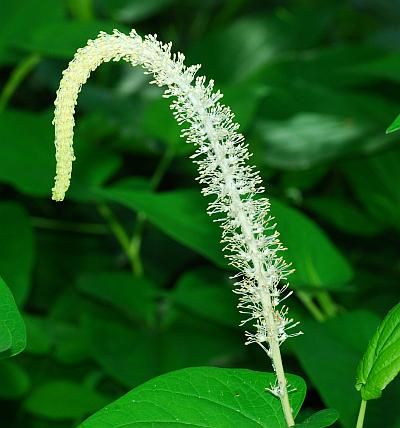 Saururus_cernuus_inflorescence.jpg