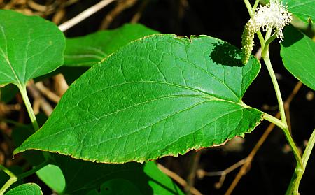 Saururus_cernuus_leaf1.jpg