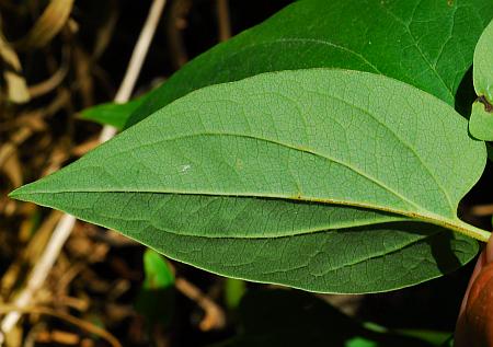 Saururus_cernuus_leaf2.jpg