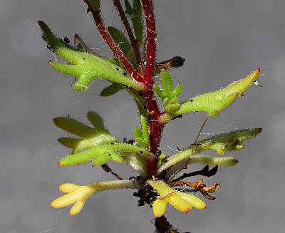 Saxifraga_tridactylites_basals1.jpg