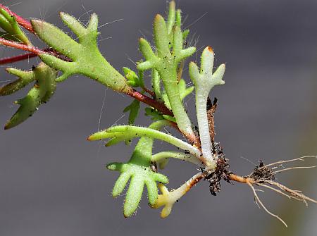 Saxifraga_tridactylites_basals2.jpg