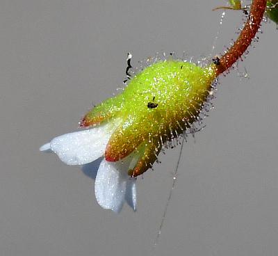 Saxifraga_tridactylites_calyx.jpg