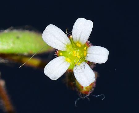 Saxifraga_tridactylites_corolla.jpg