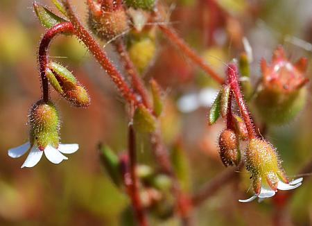 Saxifraga_tridactylites_flower.jpg