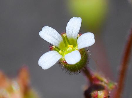 Saxifraga_tridactylites_flower2.jpg