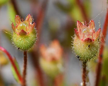 Saxifraga_tridactylites_fruits.jpg