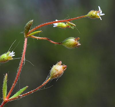 Saxifraga_tridactylites_inflorescence.jpg