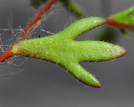 Saxifraga_tridactylites_leaf2.jpg