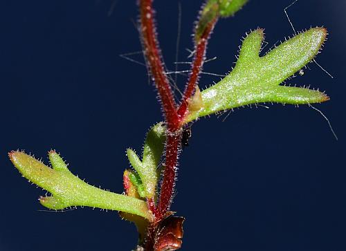 Saxifraga_tridactylites_leaves1.jpg