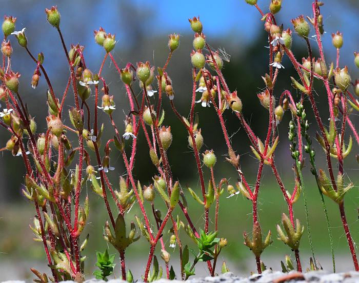 Saxifraga_tridactylites_plant.jpg