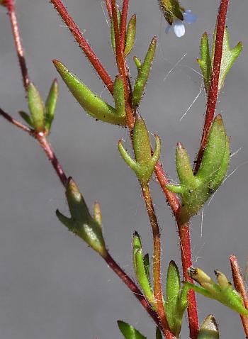 Saxifraga_tridactylites_stems.jpg