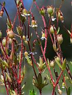 Saxifraga tridactylites thumbnail