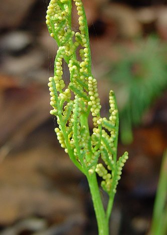 Sceptridium_dissectum_sporangia.jpg Sceptridium_dissectum_sporangia.jpg