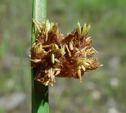 Schoenoplectus_pungens_flowers.jpg