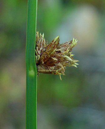 Schoenoplectus_pungens_inflorescence.jpg