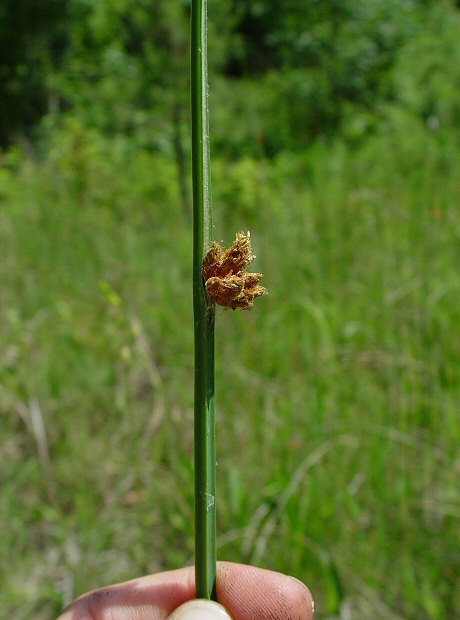 Schoenoplectus_pungens_plant.jpg