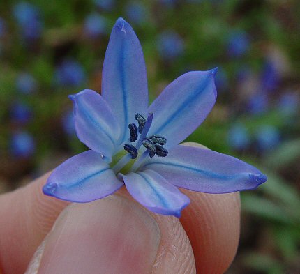 Scilla_siberica_flower2.jpg