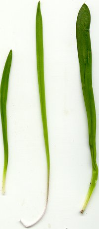 Scilla_siberica_leaves.jpg