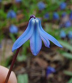 Scilla siberica thumbnail