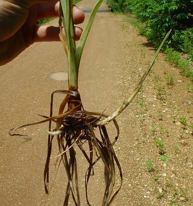 Scirpus_atrovirens_base.jpg