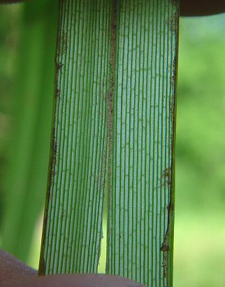 Scirpus_atrovirens_cells.jpg