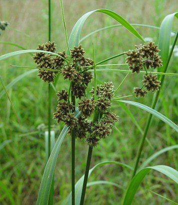 Scirpus_atrovirens_inflorescence.jpg